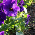 What is the state flower of illinois?