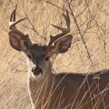 What's the illinois state animal?