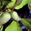 What is the fruit of illinois?