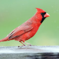 What is the state bird of illinois?