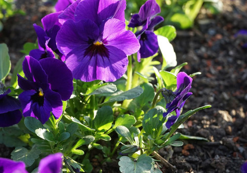 What is the state flower of illinois?