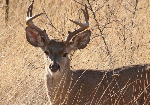 What's the illinois state animal?