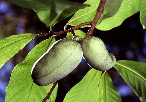What is the fruit of illinois?