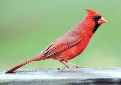 What is the state bird of illinois?
